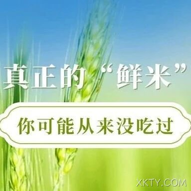 真正的“鲜米”，你可能从来没吃过！